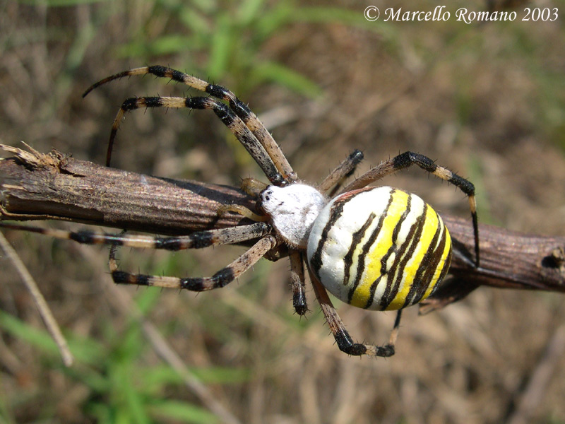 Argiope bruennichi
